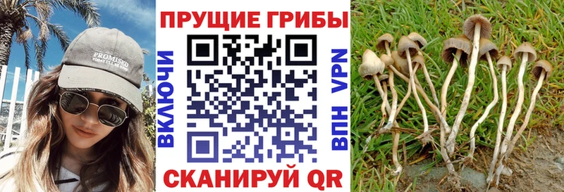 где найти Волхов Галлюциногенные грибы GOLDEN TEACHER