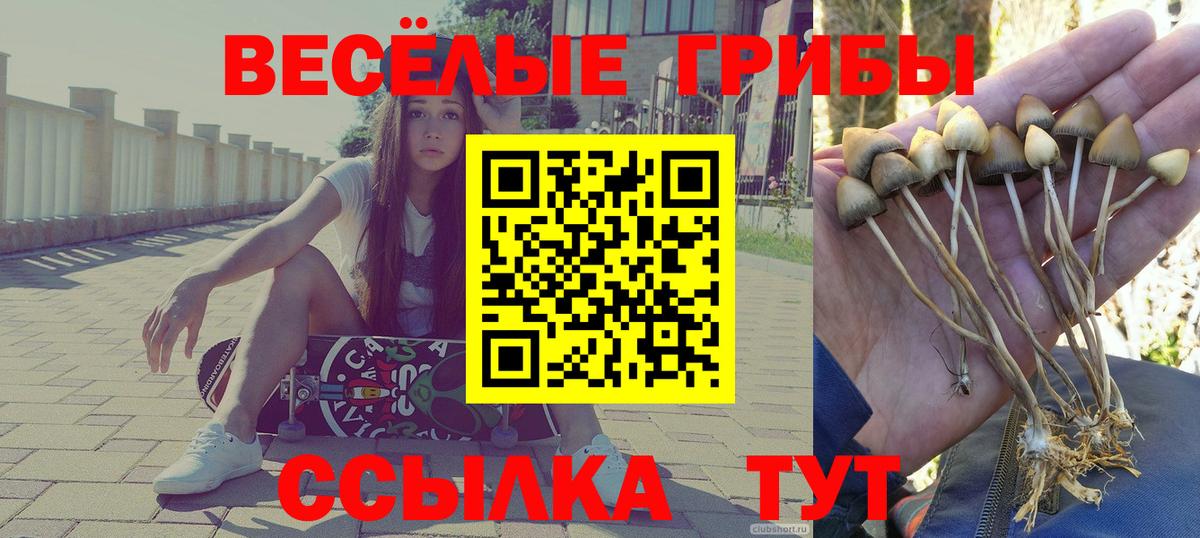 Галлюциногенные грибы прущие грибы  Псилоцибиновые грибы Psilocybe  Вход с VPN  Волхов 